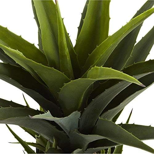 Agave with Black Planter