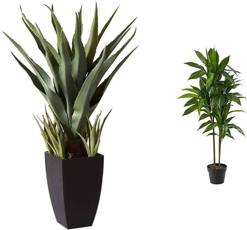 Agave with Black Planter