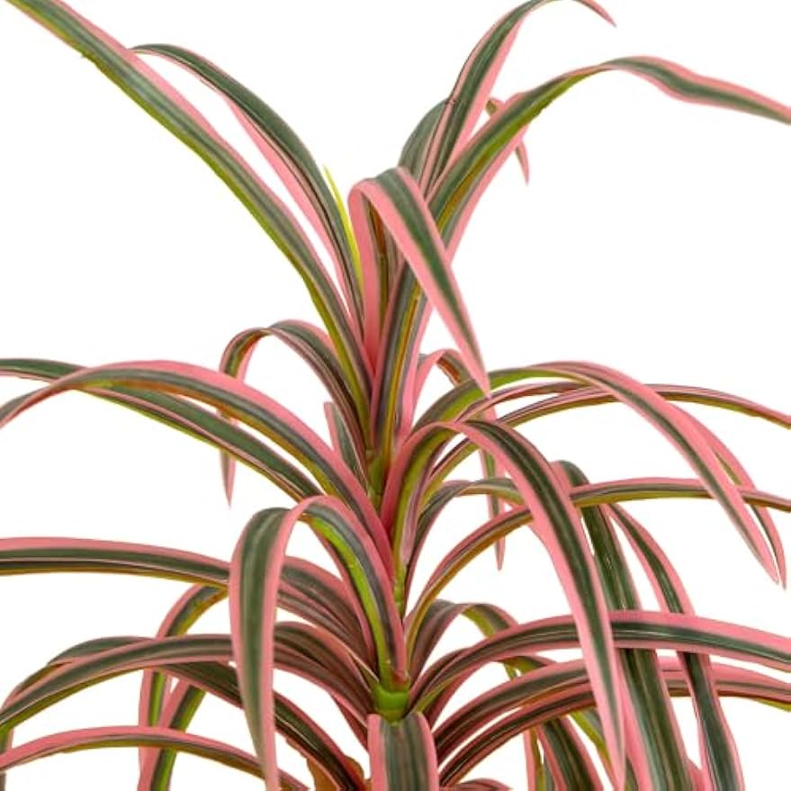 2ft. Artificial Dracaena Marginata Plant