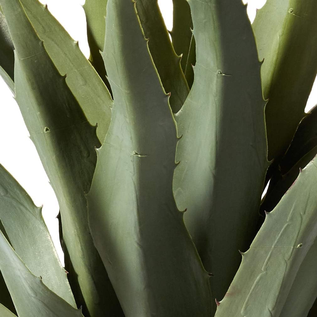 Agave with Black Planter
