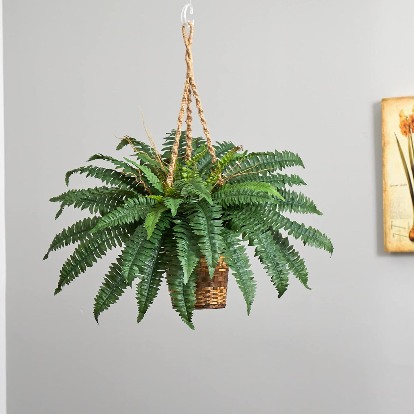 Boston Fern Hanging Basket No50