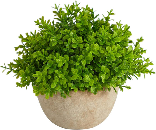 5in. Boxwood Artificial Plant in Decorative Planter