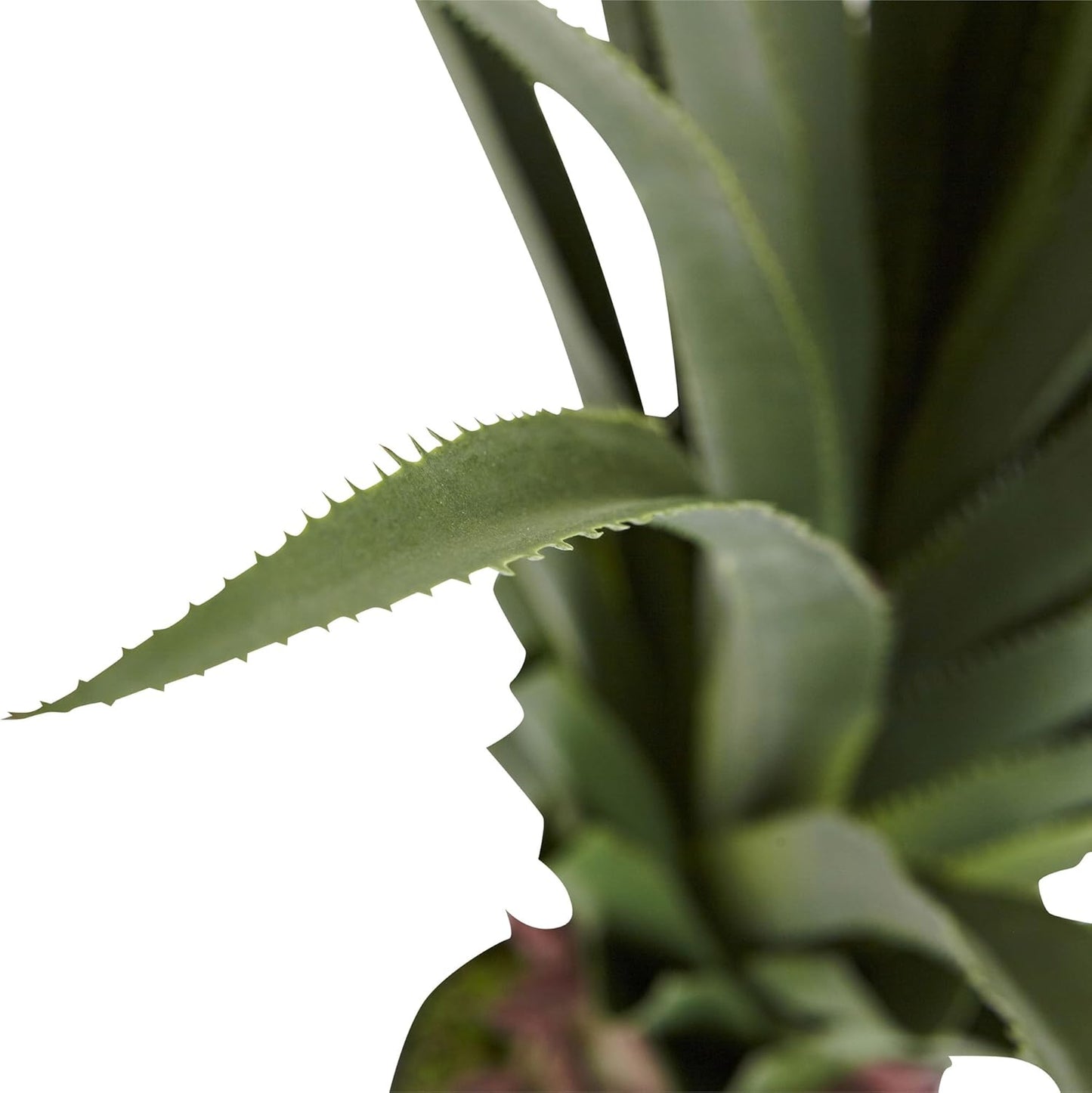 4' Spiked Agave Plant, Green