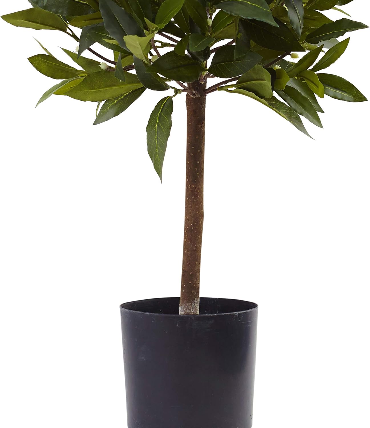 2ft. Sweet Bay Mini Ball Topiary
