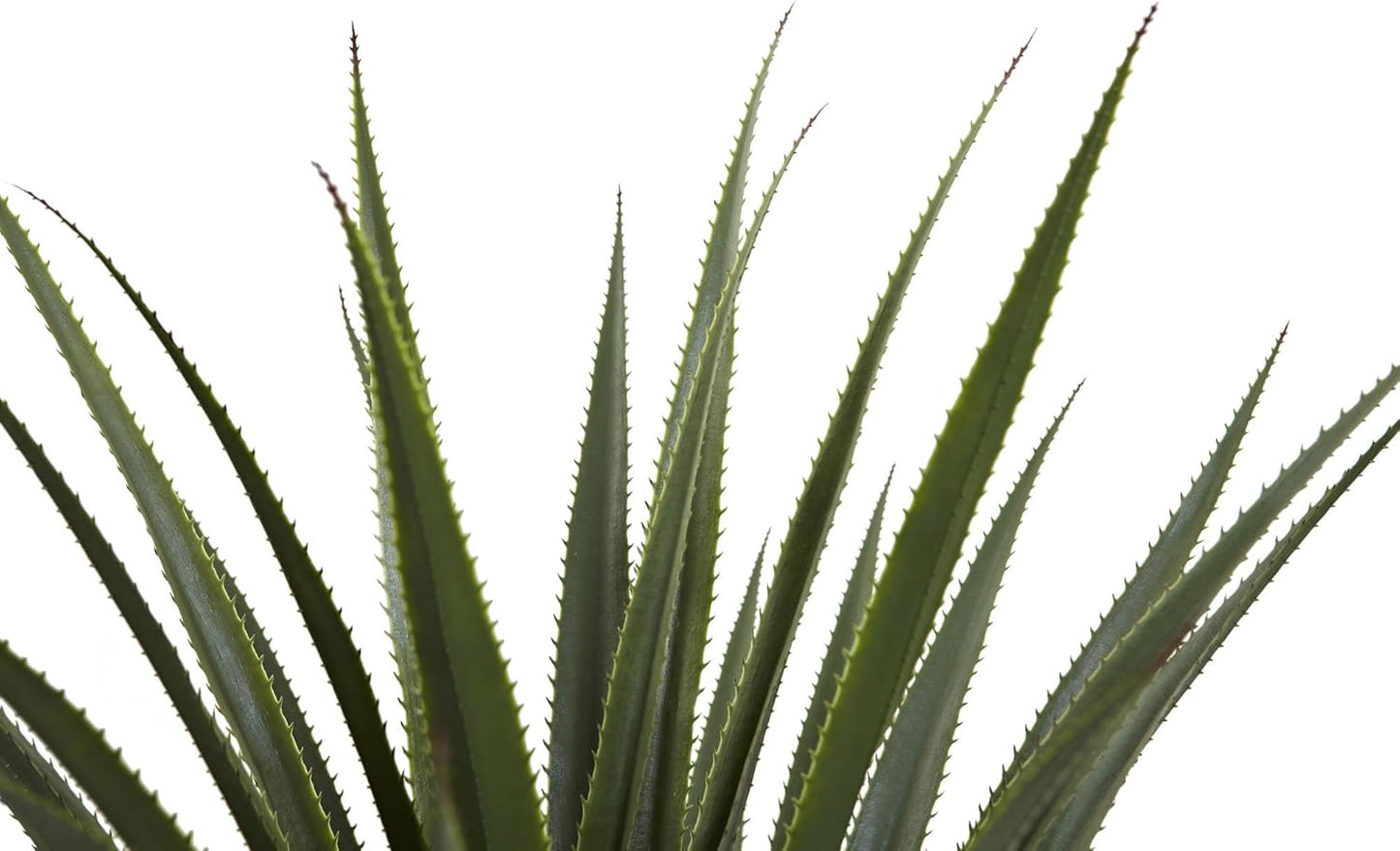 4' Spiked Agave Plant, Green