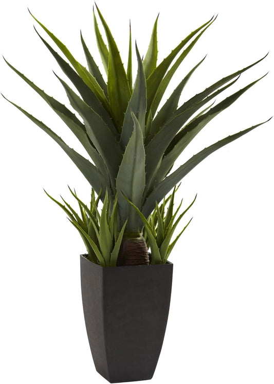 Agave with Black Planter