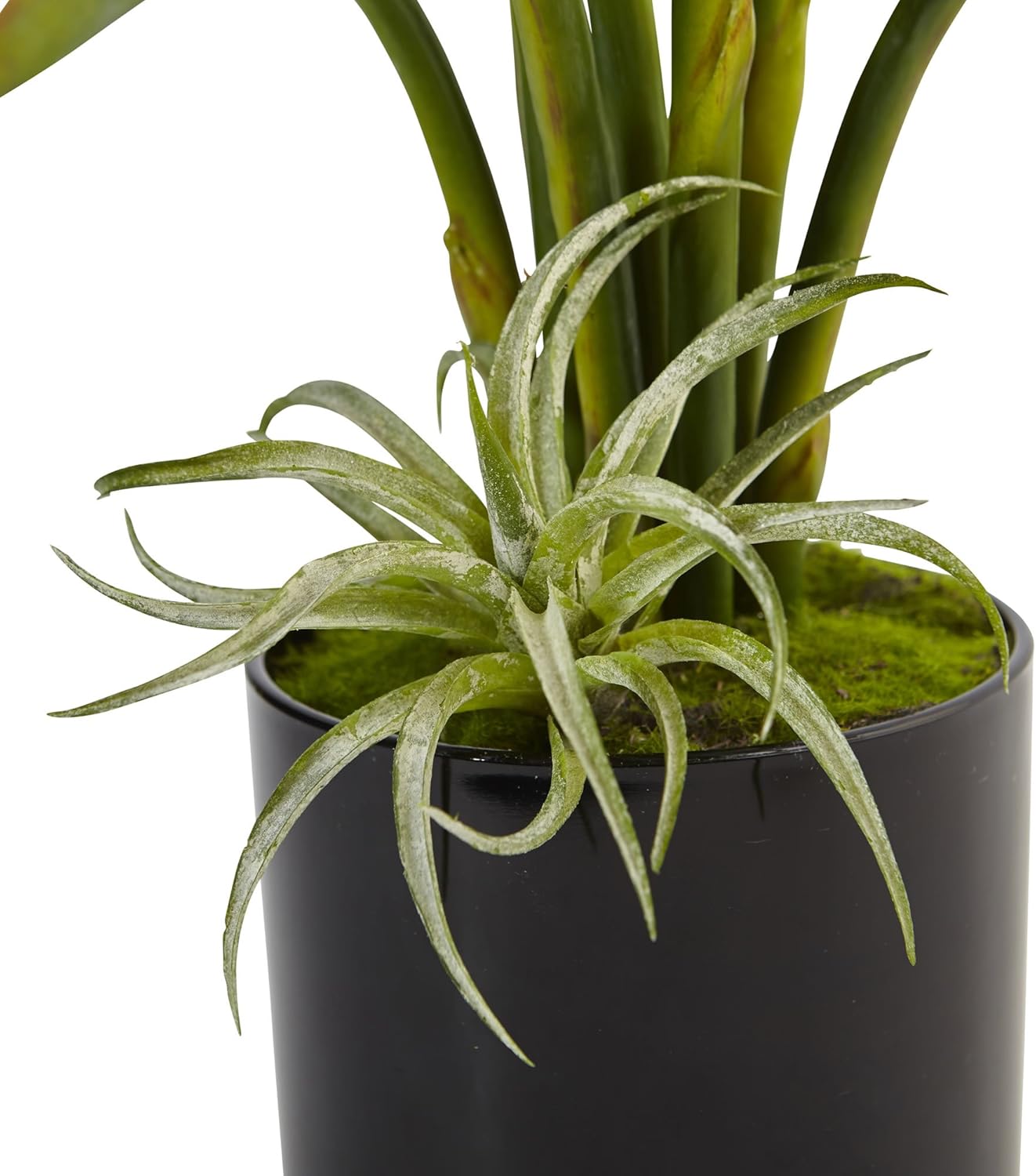 Bird of Paradise Silk Arrangement in Black Glossy Cylinder