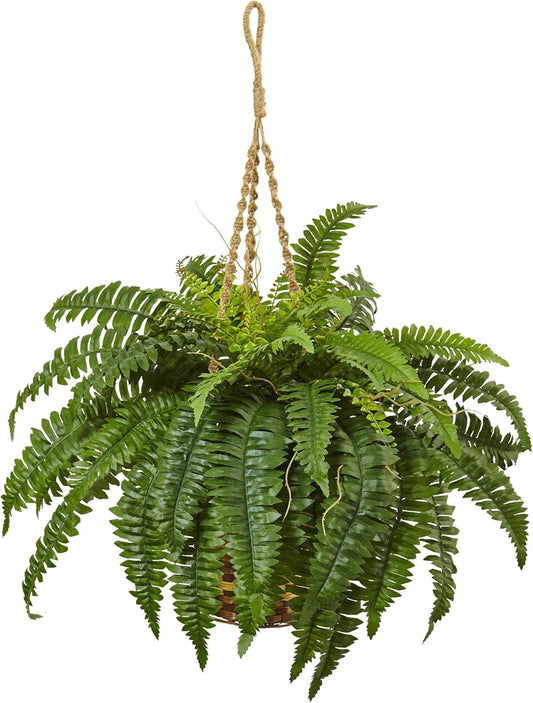 Boston Fern Hanging Basket No50
