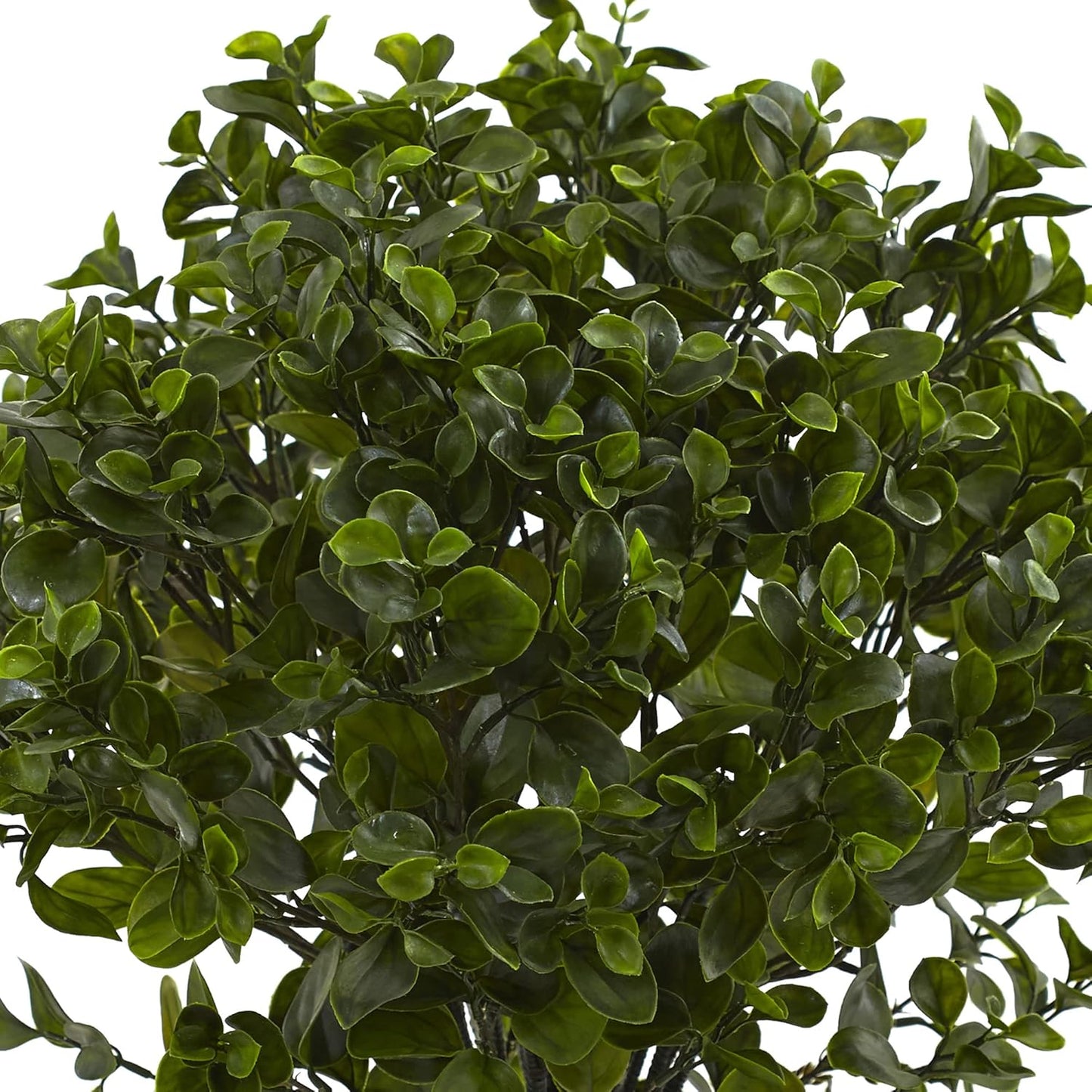28in. Peperomia Plant UV Resistant (Indoor/Outdoor) No50