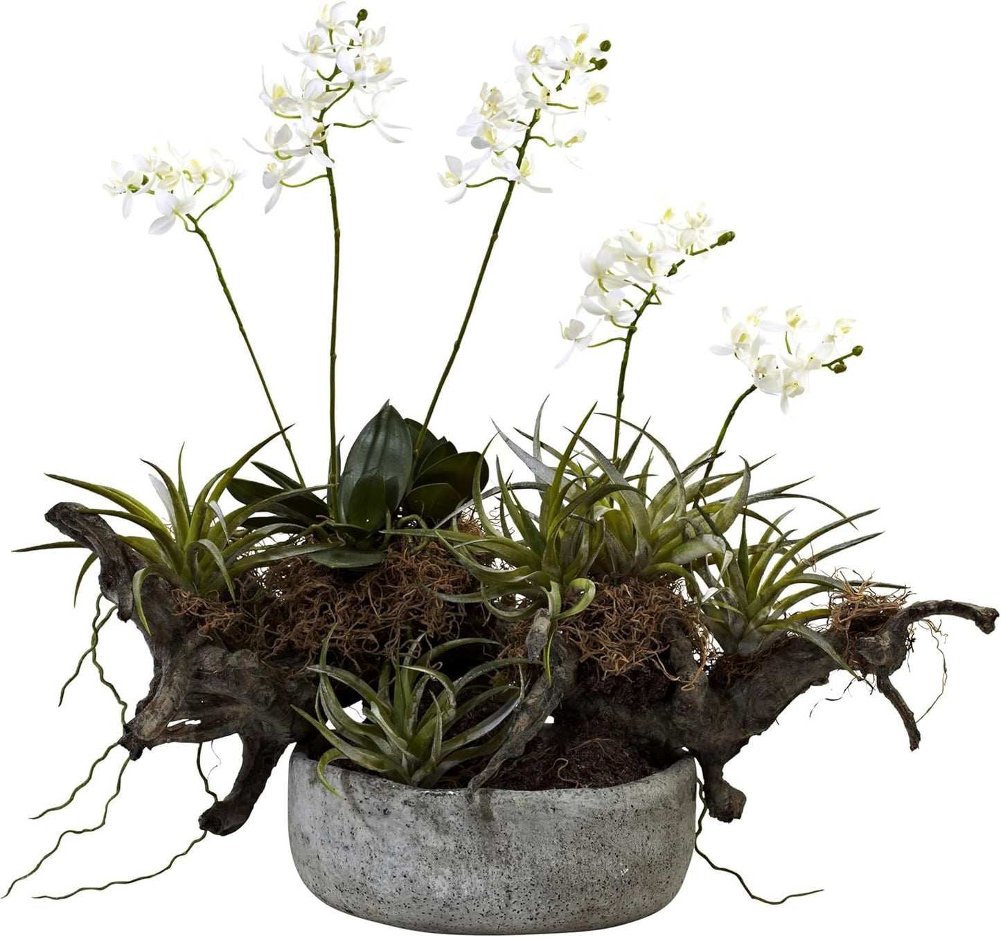 Orchid & Succulent Garden with Driftwood & Decorative Vase