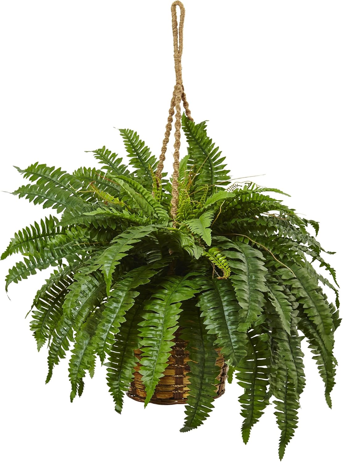 Boston Fern Hanging Basket No50