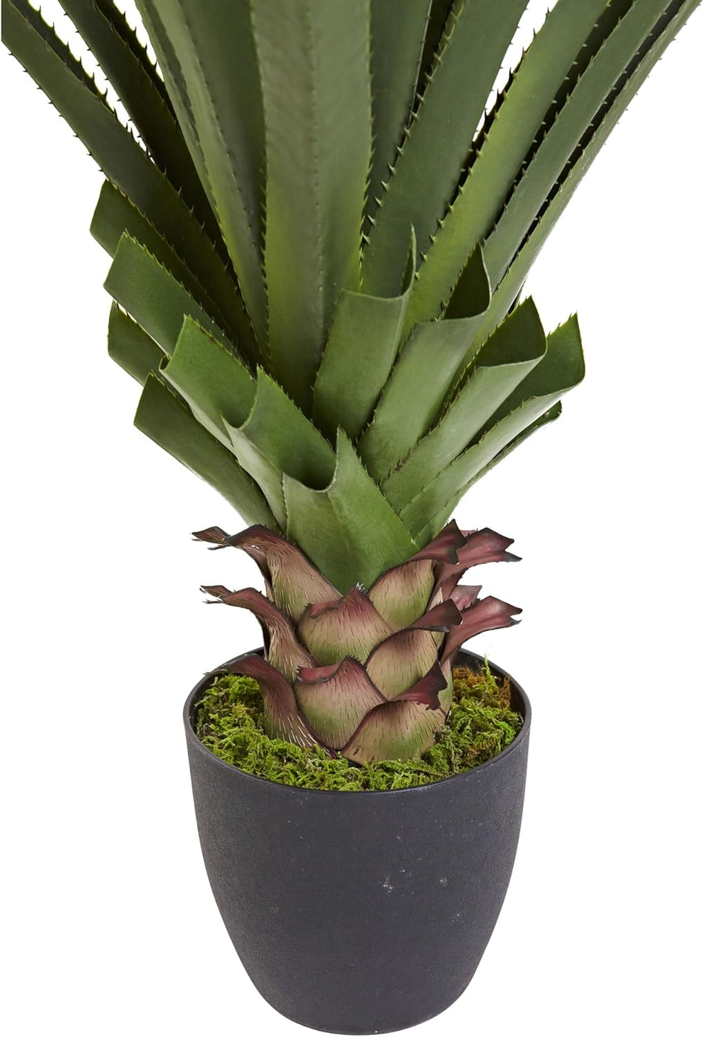 4' Spiked Agave Plant, Green