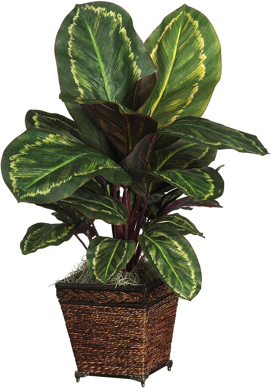 Maranta with Basket Silk Plant No50