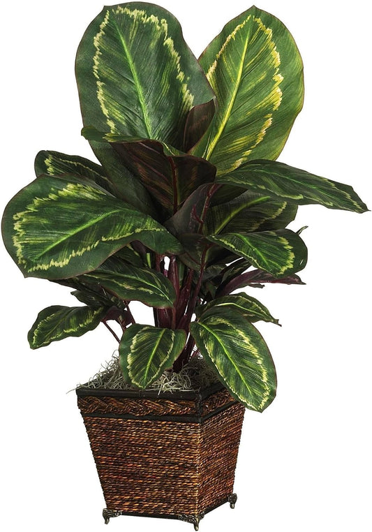 Maranta with Basket Silk Plant No50