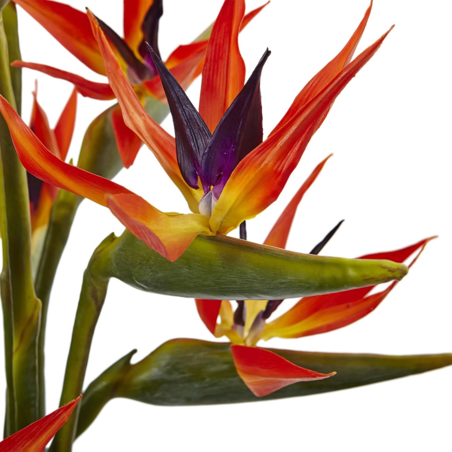 Large Bird of Paradise in Vase