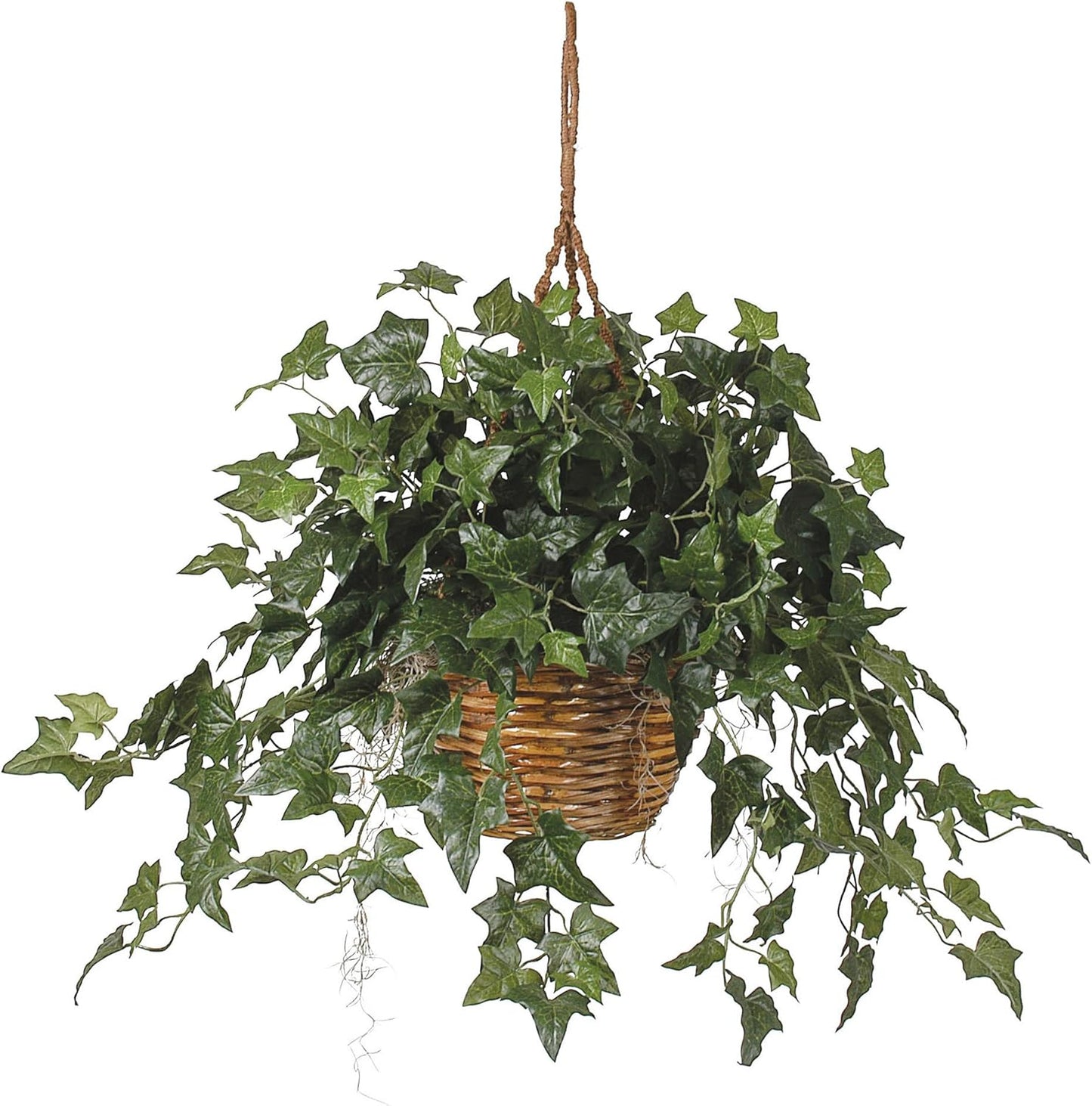 English Ivy Hanging Basket, 36 in x 36 in x 26 in, Green