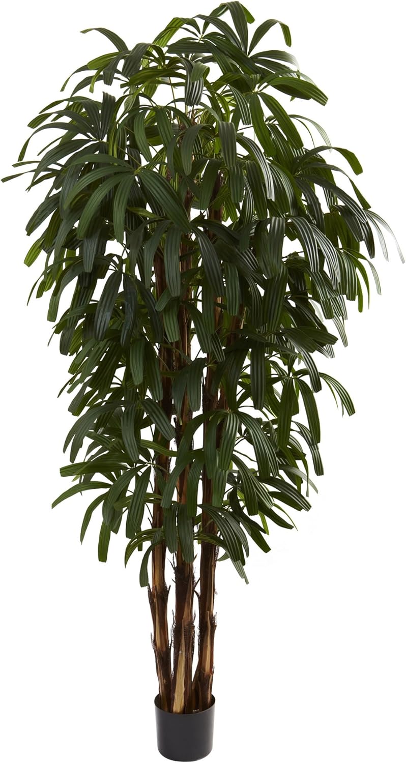 6ft. Raphis Palm Tree