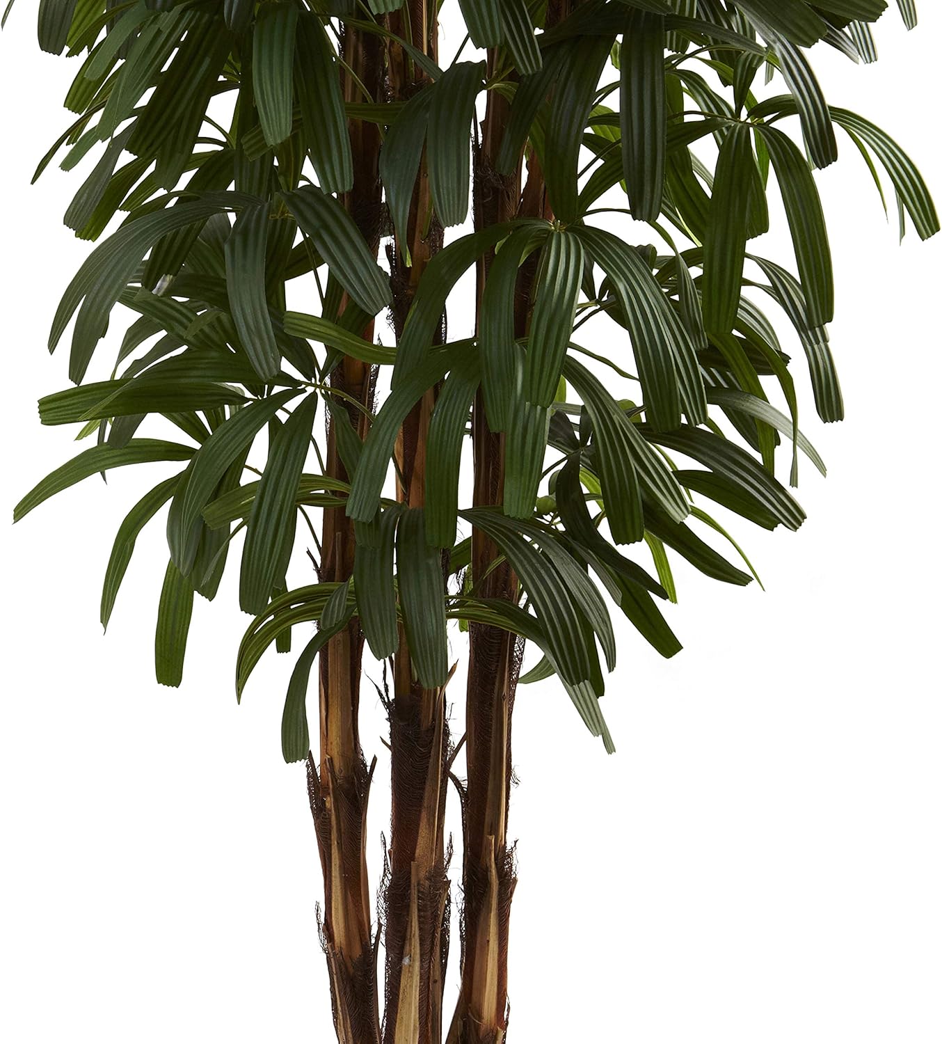 6ft. Raphis Palm Tree