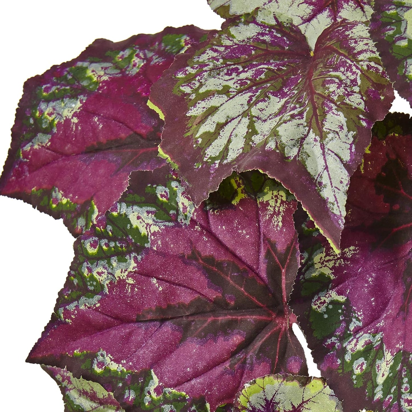 Wax Begonia Bush (Set of 6)