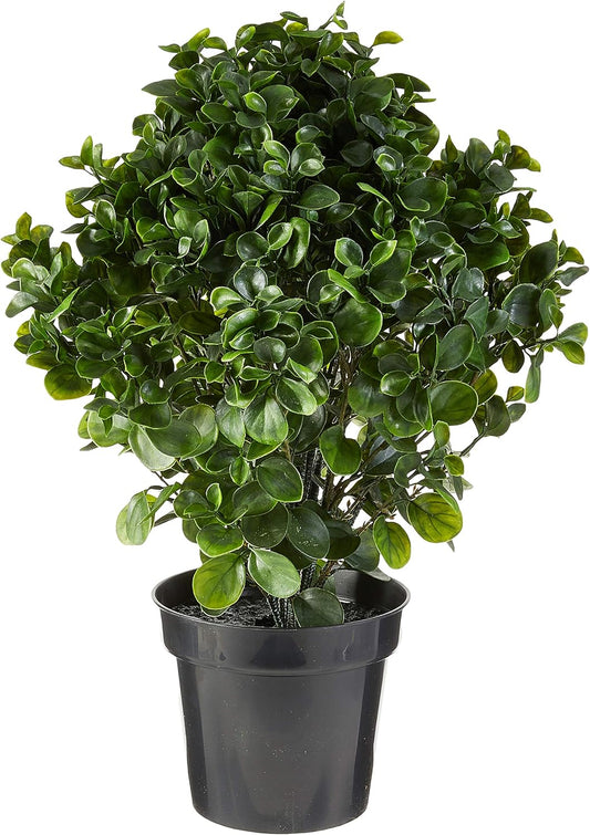 28in. Peperomia Plant UV Resistant (Indoor/Outdoor) No50