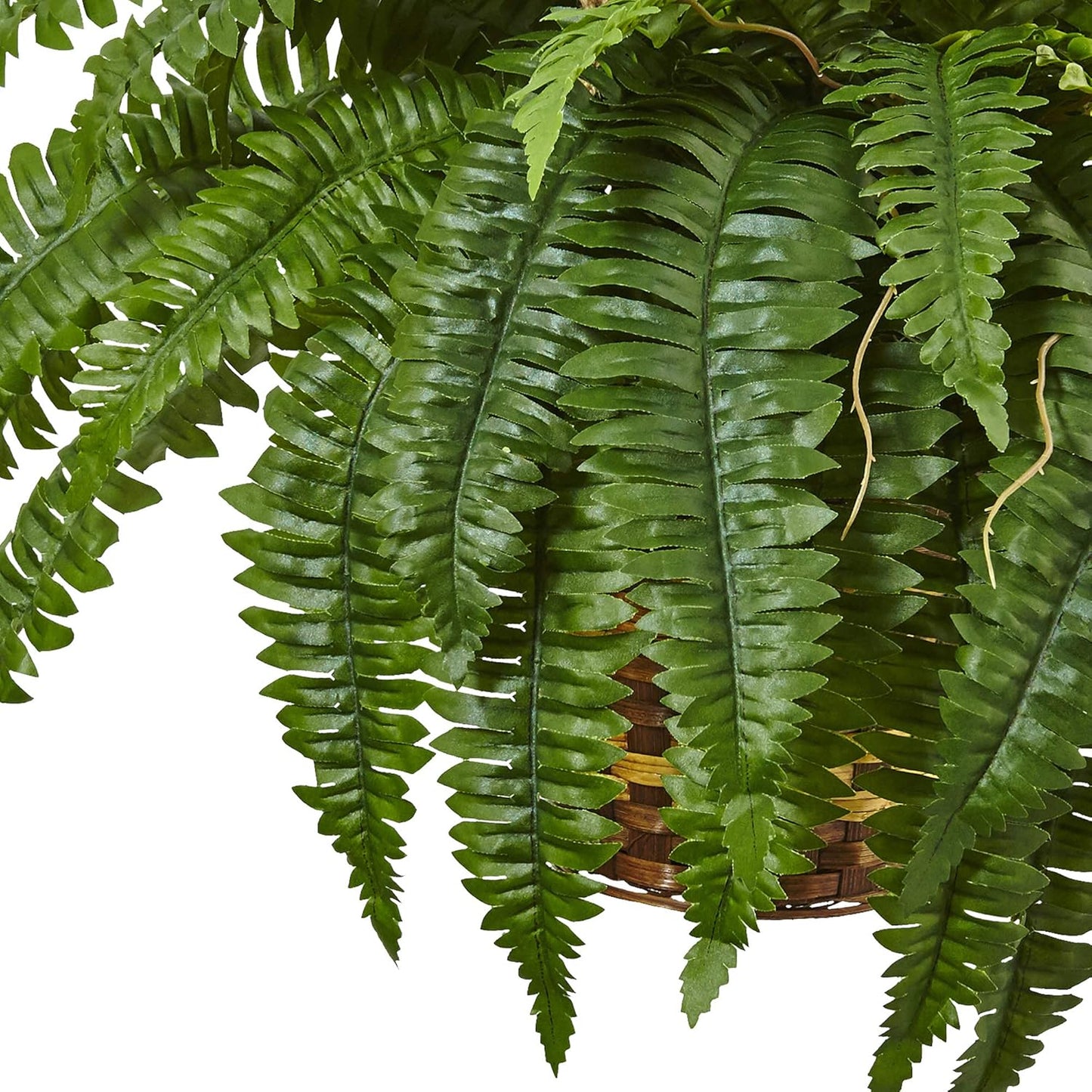 Boston Fern Hanging Basket No50