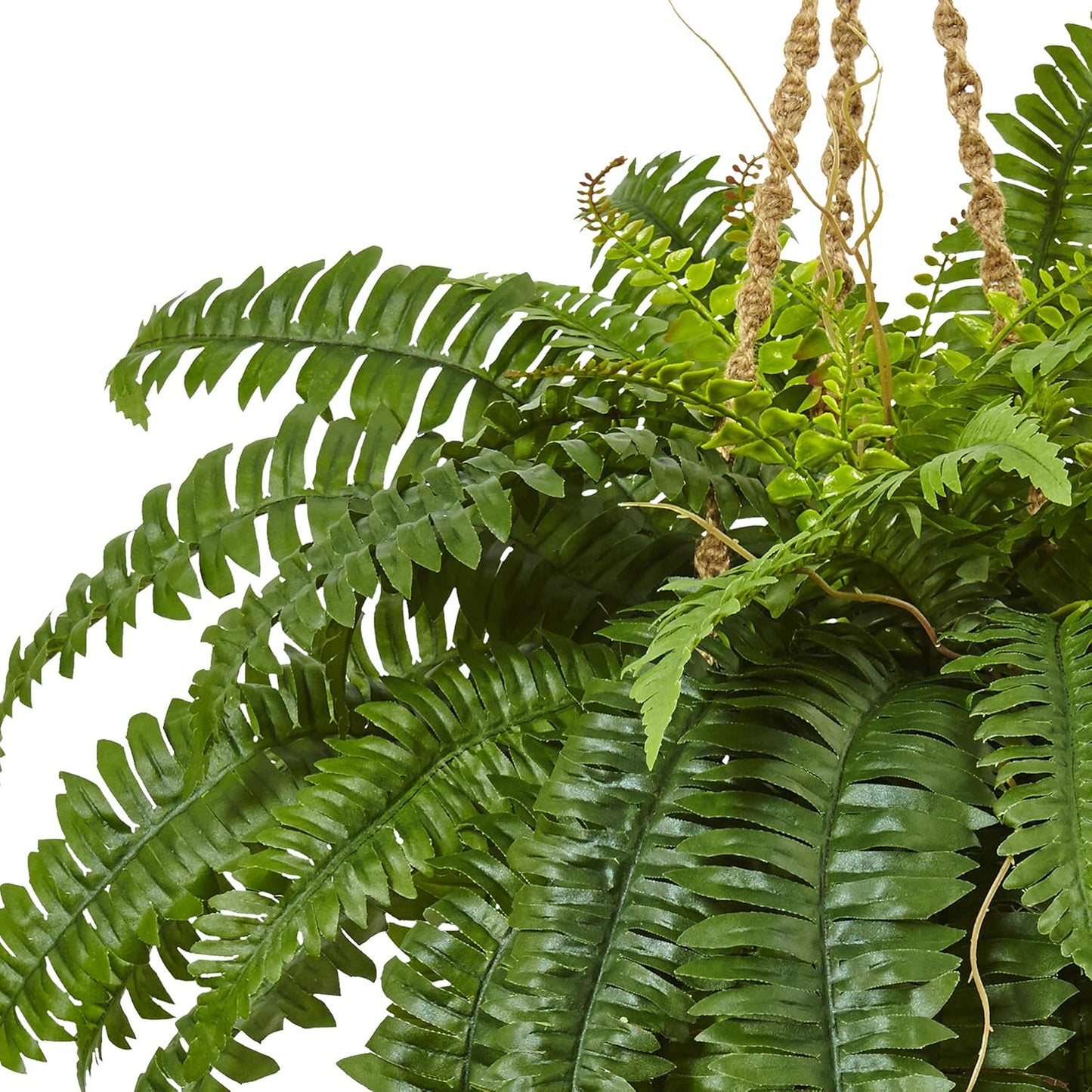 Boston Fern Hanging Basket No50