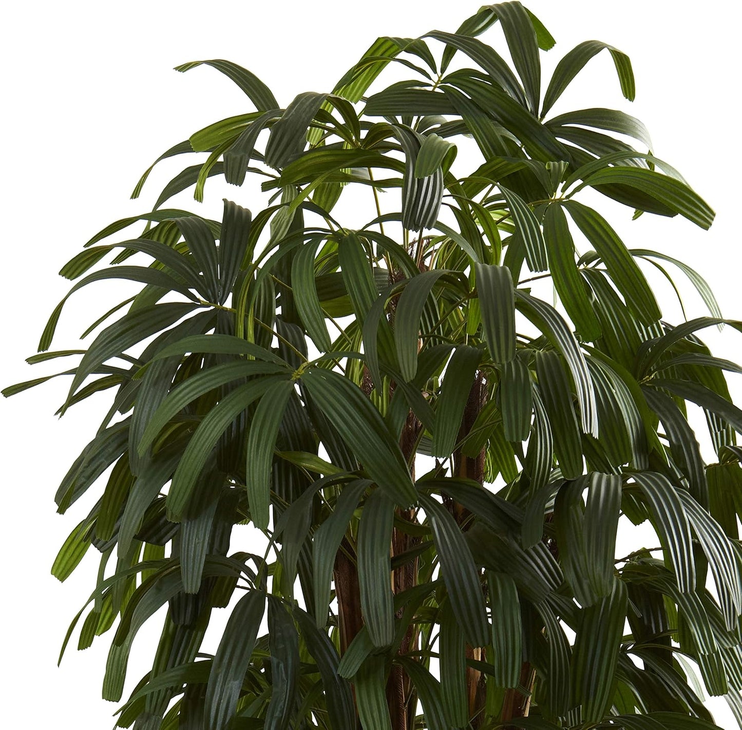 6ft. Raphis Palm Tree