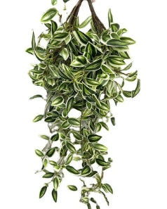 Hanging Plants