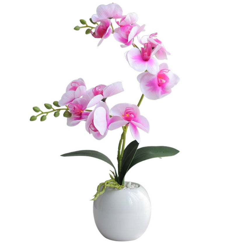 Potted Bonsai