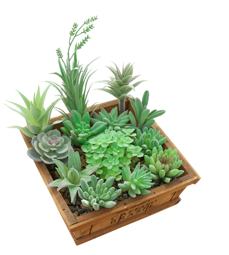 Succulent Plants