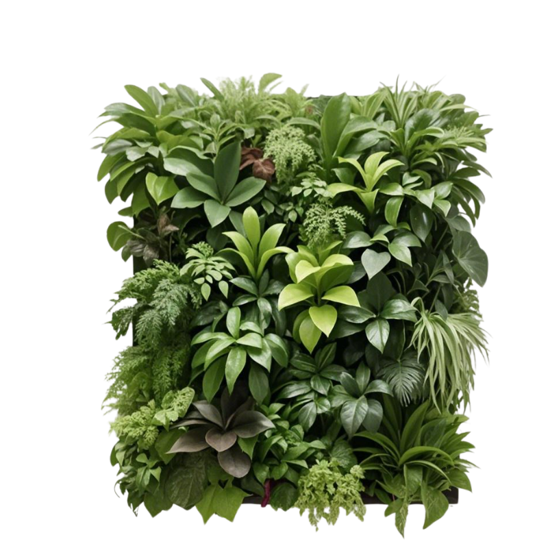 Plants Wall