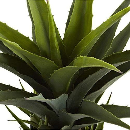 Agave with Black Planter