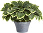 23in. Variegated Hosta Artificial Plant in Gray Planter