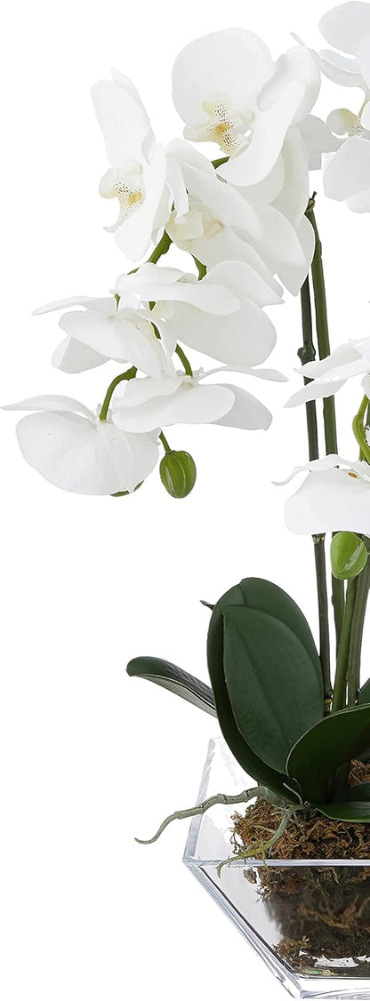 4570 Triple Phalaenopsis Orchid in Glass Vase,Green/White