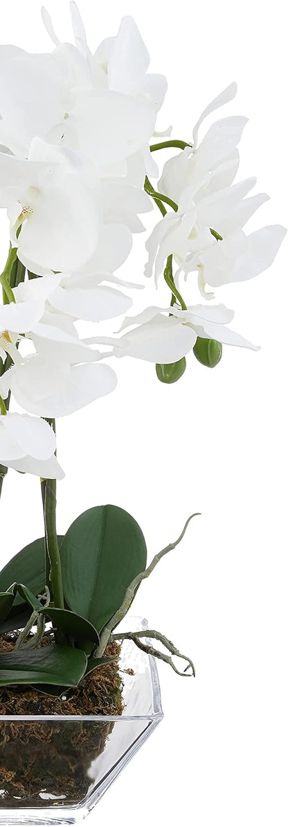 4570 Triple Phalaenopsis Orchid in Glass Vase,Green/White