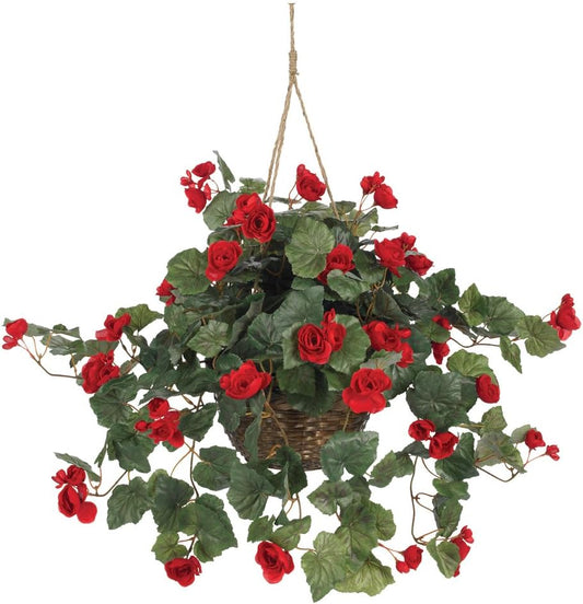 Begonia Hanging Basket