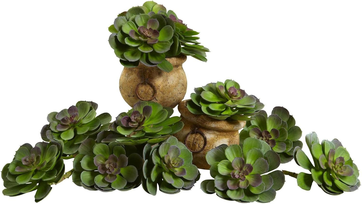 6in. Echeveria Succulent (Set of 12) No50