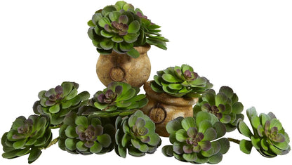 6in. Echeveria Succulent (Set of 12) No50