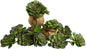 6in. Echeveria Succulent (Set of 12) No50
