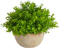 5in. Boxwood Artificial Plant in Decorative Planter