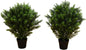 3ft Cedar Artificial Tree - UV Resistant, Realistic Greenery, Indoor/Outdoor Decor, Comes in Set of 2, Perfect for Home, Office, Patio