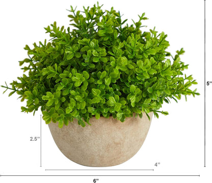 5in. Boxwood Artificial Plant in Decorative Planter
