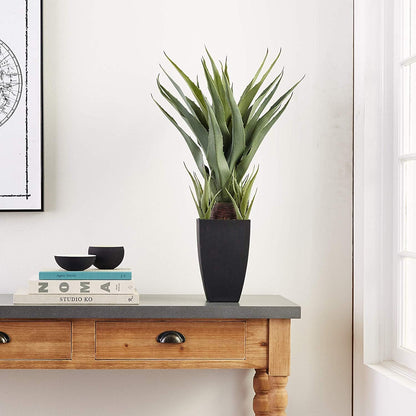 Agave with Black Planter