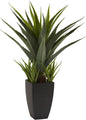 Agave with Black Planter