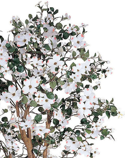 5ft. Dogwood Silk Tree
