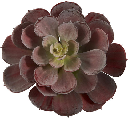 6in. Echeveria Succulent (Set of 12) No50