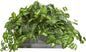 8059 Nepthytis Artificial Plant in Stone Planter, Green