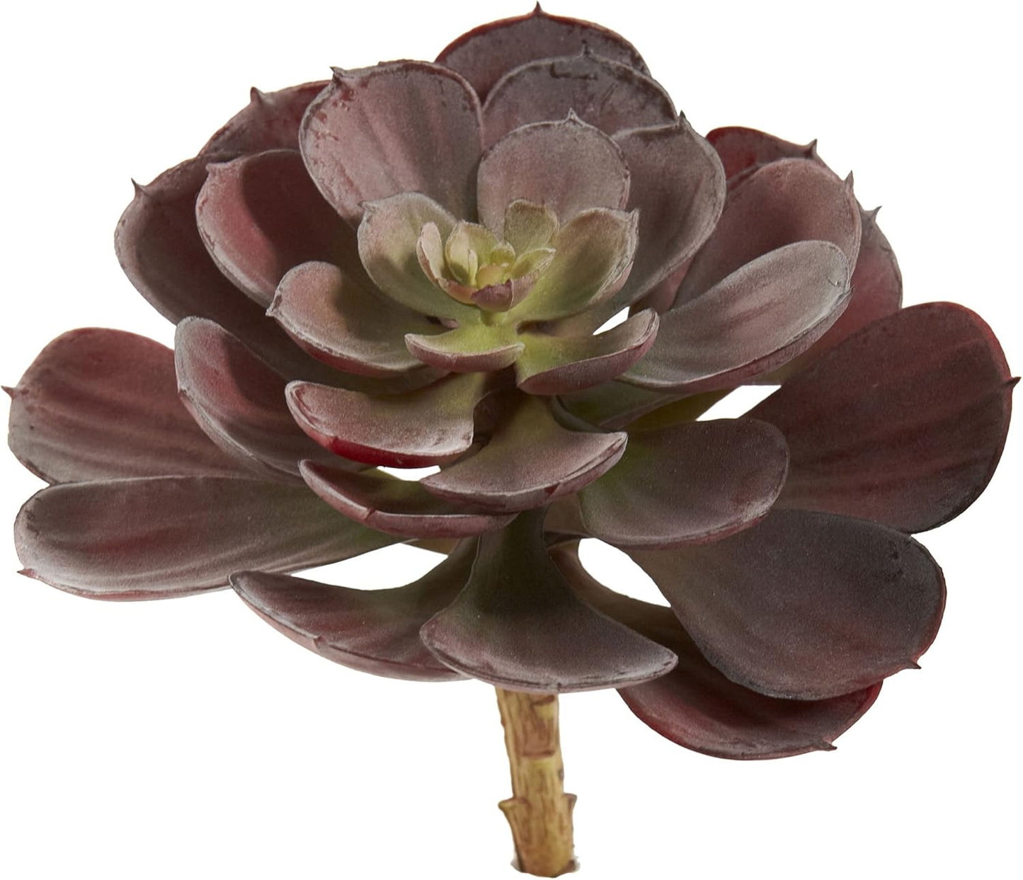 6in. Echeveria Succulent (Set of 12) No50