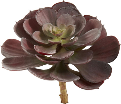 6in. Echeveria Succulent (Set of 12) No50