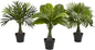 Areca, Fountain & Banana Palm Artificial Trees (Set of 3)